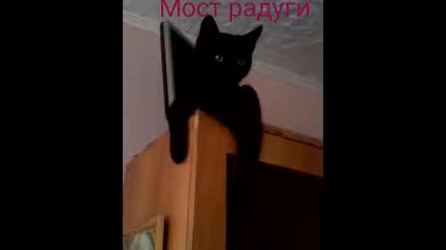 Мост радуги. Памяти любимки кота Маркиза смотреть онлайн