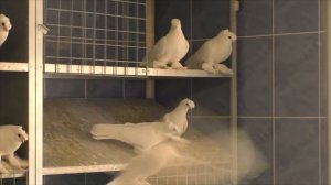 Самый большой питомник в России В.И.Харлашина часть 2-ая.             #pigeons#МИРБОЙНЫХГОЛУБЕЙ!!!#
