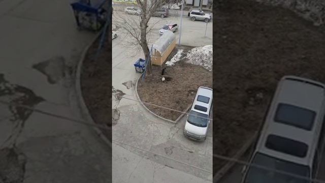 Бездомные собаки ловят и едят крыс на детской площадке в Южно-Сахалинске смотреть онлайн