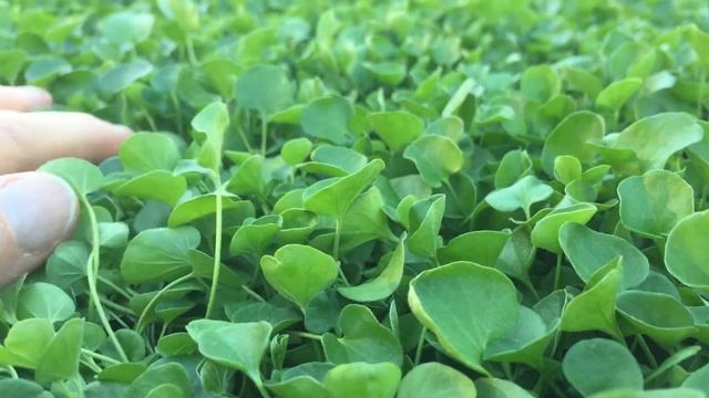 Plant Tiles of Dichondra repens are so soft and lush смотреть онлайн