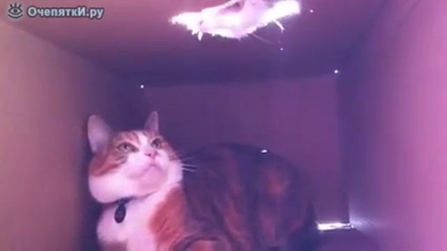 Это моя коробка! смотреть онлайн