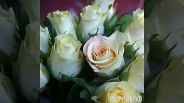 Миллион. Алых роз смотреть онлайн