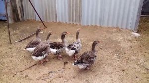 Как определить пол гусей по внешним признакам. Гуси порода крупная серая