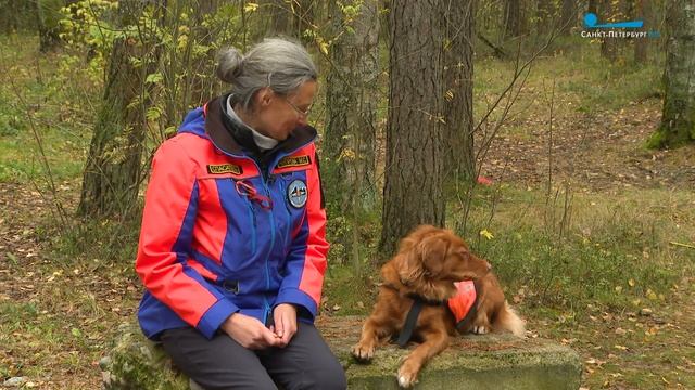 Тяжело в учении: как проходят тренировки и аттестация молодых собак спасателей смотреть онлайн