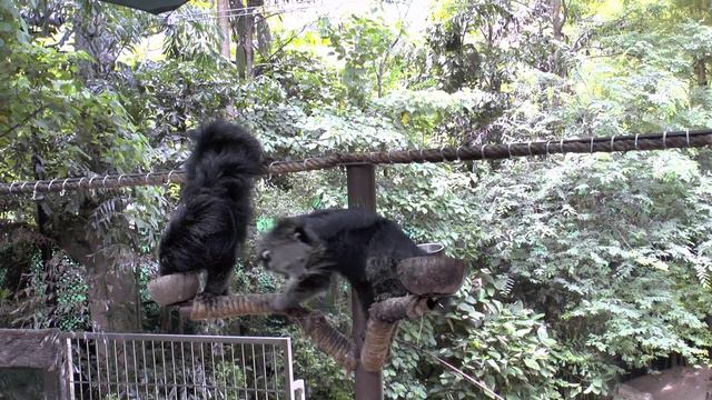 Бинтуронги