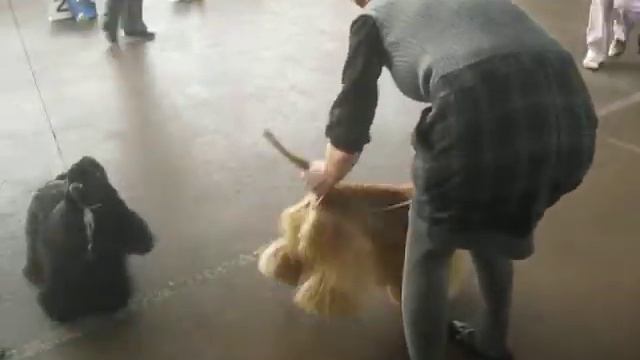09.12.12. КОО, Республик. 8гр. СРАВНЕНИЕ НА ЛПП смотреть онлайн
