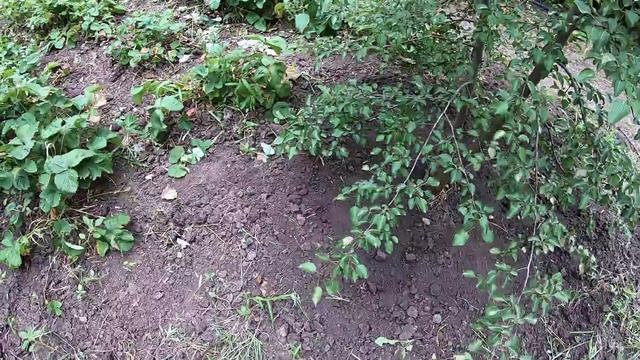 Делаем компостный ящик. Бюджетный вариант. смотреть онлайн