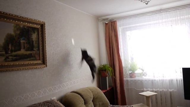 Кошка ловит солнечный зайчик