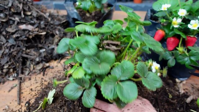 🍓 Plantar y Cultivar Fresas / Frutillas en Maceta ➤ con HOJAS de ÁRBOLES 🍂🍁🍃 смотреть онлайн