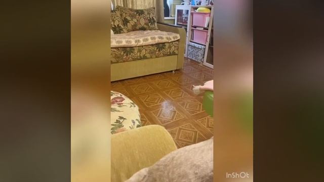 Дрессировка кошки / Апорт! / Меконгский бобтейл смотреть онлайн