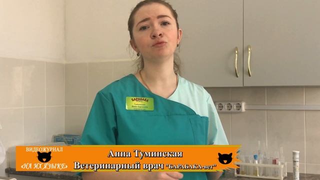 КРЫСА. Что нужно знать о крысах. Содержание крыс.