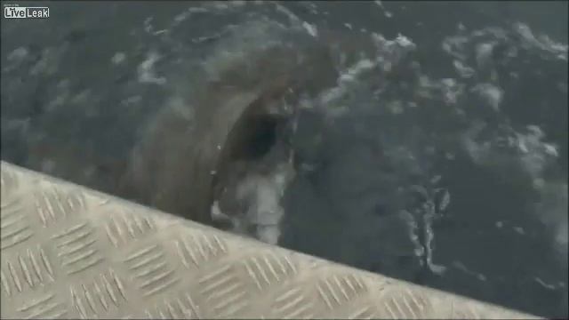 Нападение Акулы в Австралии / Shark attack in Australia смотреть онлайн