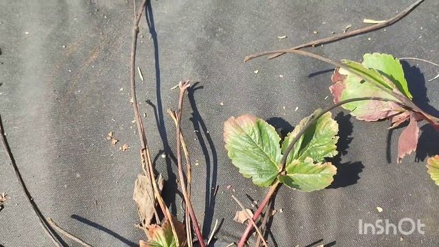 Чистка клубники на маточнике. Чудо-щëтка нам в помощь смотреть онлайн