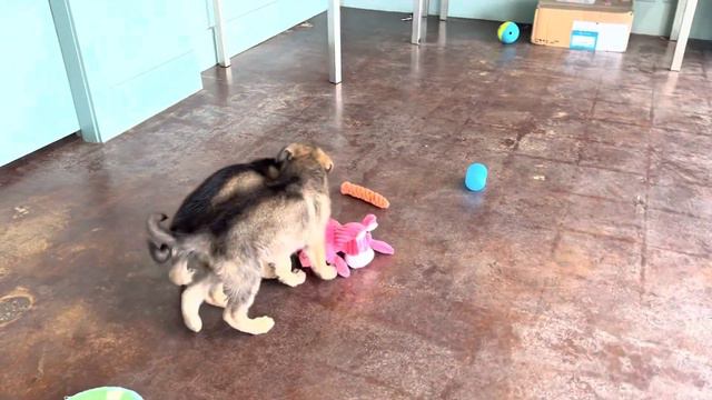 A Playdate with Lemon and Magnolia смотреть онлайн