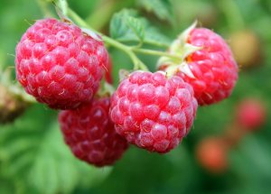 Четыре времени любви  стихи и музыка Елена Павлова, исп. засл.арт.России Валентина Собанцева