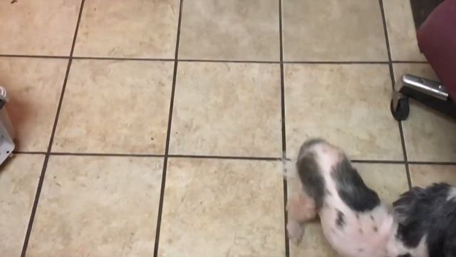 PICKING MY PUPPIES UP смотреть онлайн
