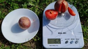 Плуот Дапл Данді / Pluot Dapple Dandy