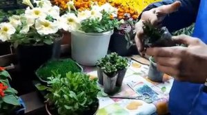 ПРИЩИПКА ЛОБЕЛИИ?ЛЕГКИЙ СПОСОБ СТРИЖКА И УХОД?как прищипывать лобелию цветок.mp4