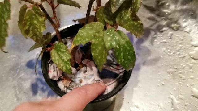 Shipping Plants ACROSS Canada // COLLAB with EmsPlantPlace! смотреть онлайн