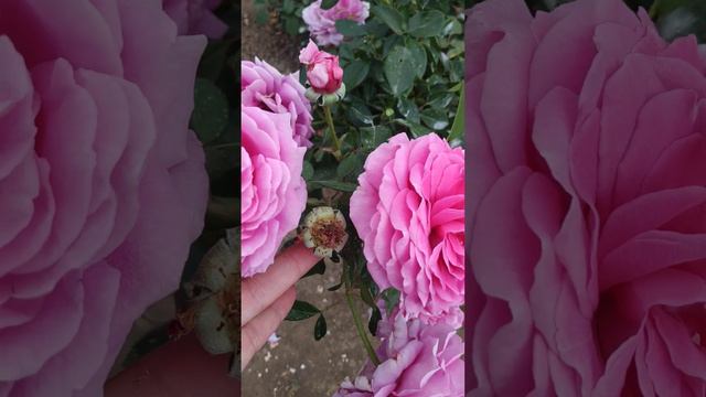 Английская роза Энштейн Маринер смотреть онлайн