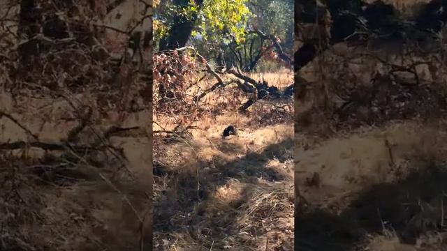 Чёрная калифорнийская белка! ? смотреть онлайн