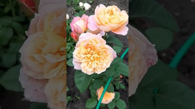 Роза плетистая The Impressionist (Импрессионист) смотреть онлайн