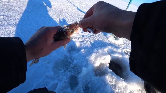 Зимняя рыбалка на судака. Рыбачим на водохранилище. Приехали МЧС. смотреть онлайн