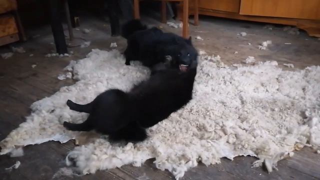 Схипперке съели овцу и лежат довольные #собака #dog #schipperke #схипперке смотреть онлайн