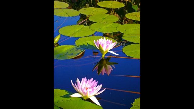 YAKURO. Never Ending Love. Якуро. Любов, яка ніколи не закінчується. Nature with relax music.Природ смотреть онлайн