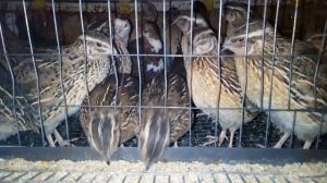 Почему перепела!