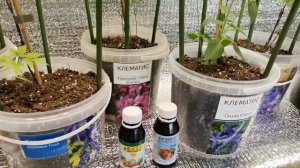 Растём - клематисы после посадки. Корневин и микроэлементы для полноценного роста и развития.