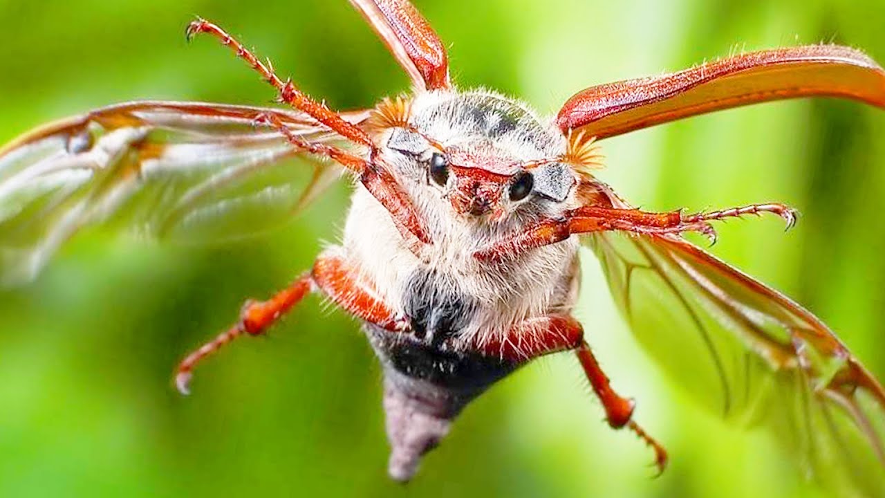 Интересные факты про майского жука. Факты про насекомых смотреть онлайн