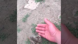 Павлиноглазка грушевая. Самая крупная ночная бабочка Европы.