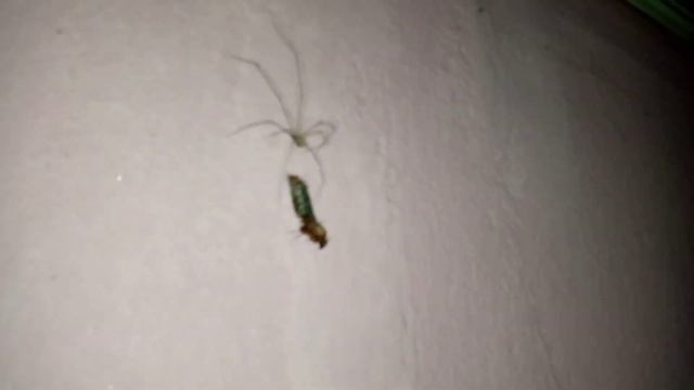 SEE HOW SPIDERS ATTACKS INSECTS WITH THIER COBWEBS смотреть онлайн