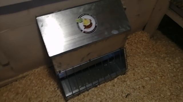 Курица на ведре.Вес Малина(Мехеленская кукушка) в 6 месяцев смотреть онлайн