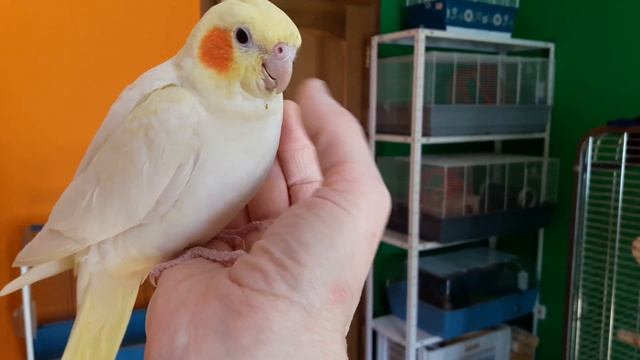 Волнистый попугай и корелла! Дружба возможна? смотреть онлайн
