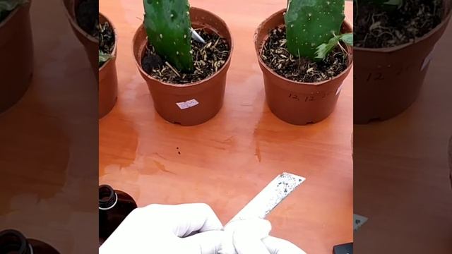 How to connect a cactus ka Decembrist flower .Kактуска ? декабрист гулини улаш йоли. смотреть онлайн