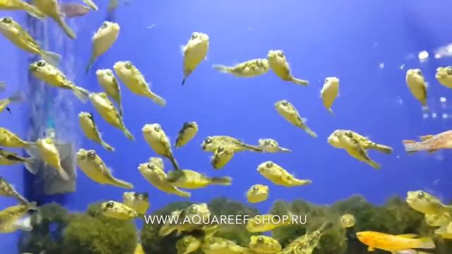 Tetraodon Lineatus, Fahaka Puffer