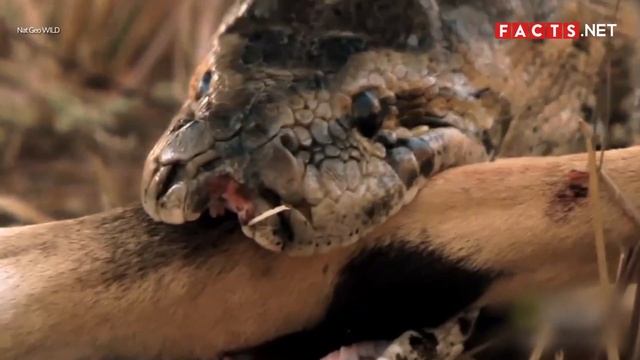 Python VS Boa: The Ultimate Showdown смотреть онлайн
