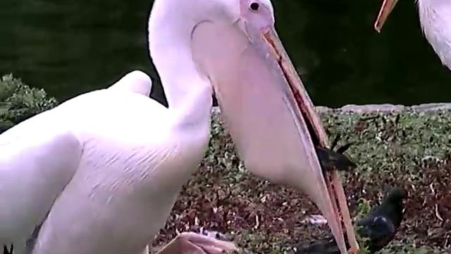 Pelican Eating a Pigeon смотреть онлайн