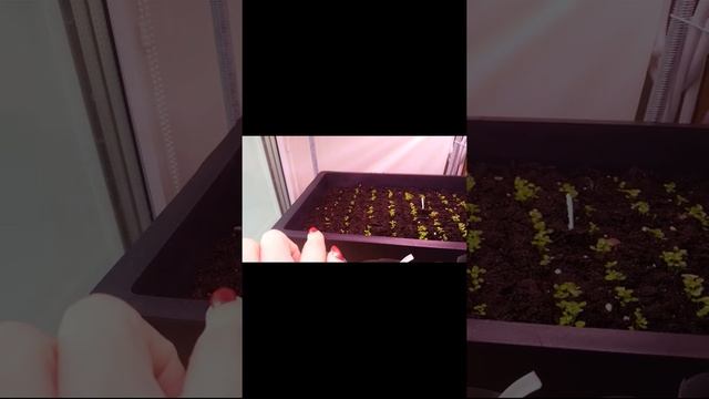 7 правил ухода за рассадой смотреть онлайн