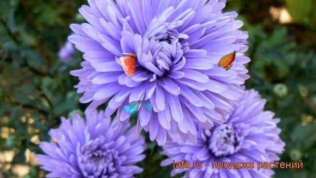Астра новобельгийская Мари Баллард (aster) ? обзор: как сажать, саженцы астры Мари Баллард смотреть онлайн