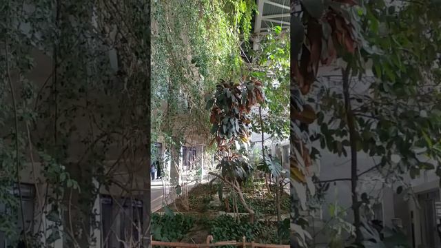 Ташкентский зоопарк. 4 февраля 2023 г. смотреть онлайн