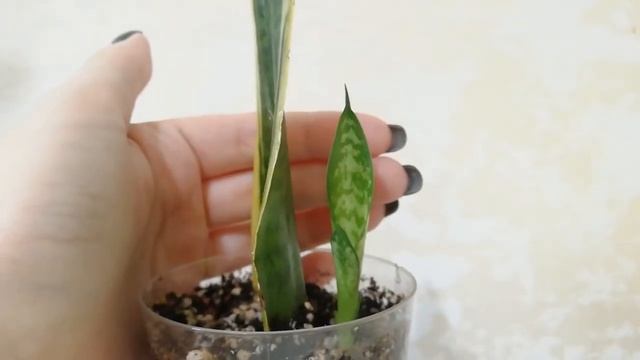 Сансевиерии Лауренти и Кирки. Сансевиерия из листа.