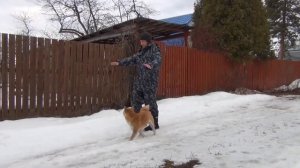 Дрессировка  сиба-ину (шиба-ину)