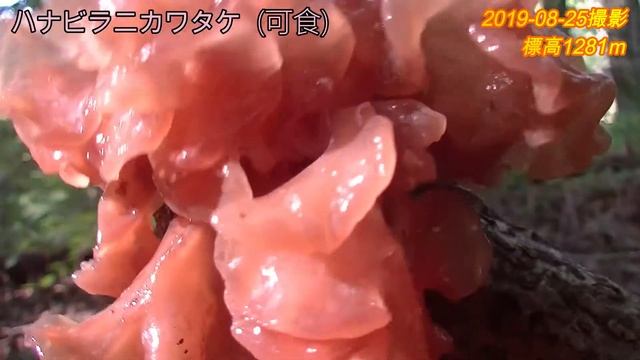（キノコ動画図鑑）~02~　?ハナビラニカワタケ? смотреть онлайн