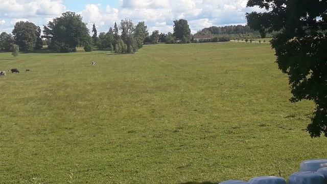 Латвийский ландшафт - регион Видземе. 2020. Latvijas ainava. Vidzeme. смотреть онлайн