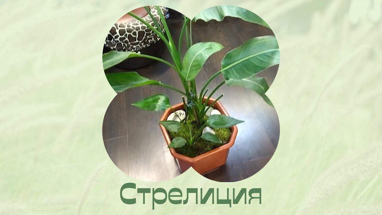 Стрелиция. Уход. Пересадка. Растения дома. смотреть онлайн