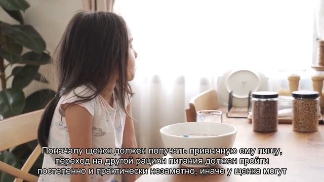 Основные правила кормления собаки смотреть онлайн