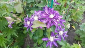Клематис Хакуокан  Clematis  Hakuokan . Японские сорта клематисов .